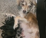 Small Doxie-Pin-Mauxie Mix