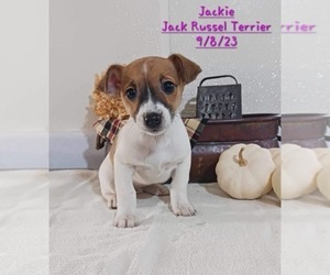 Jack Russell Terrier Litter for sale in TOPEKA, IN, USA