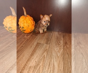 Yorkshire Terrier Litter for sale in LAPEER, MI, USA
