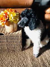 Poodle (Standard) Litter for sale in COLLINS, GA, USA