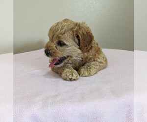 Cock-A-Poo-Cockapoo Mix Litter for sale in DUNNVILLE, KY, USA