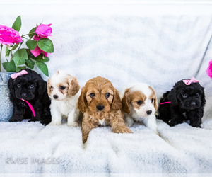 Cavapoo Litter for sale in WAKARUSA, IN, USA