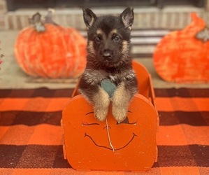 German Shepherd Dog Litter for sale in GROVE CITY, OH, USA