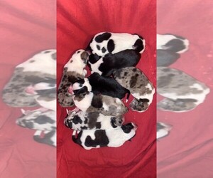 Australian Kelpie-Catahoula Leopard Dog Mix Litter for sale in SENECA, MO, USA