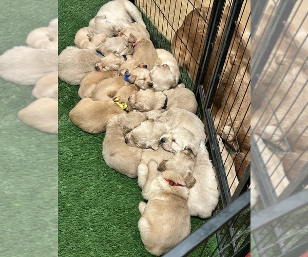Medium Photo #1 Golden Retriever Puppy For Sale in ONTARIO, CA, USA