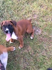 Boxer Litter for sale in WESTMINSTER, SC, USA