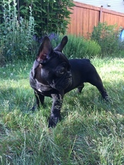 French Bulldog Litter for sale in MAPLE VALLEY, WA, USA