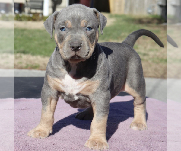 Medium Photo #1 American Bully Puppy For Sale in CHESAPEAKE, VA, USA