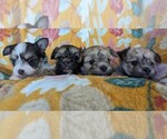 Small Photo #1 Morkie Puppy For Sale in VIRGINIA BEACH, VA, USA