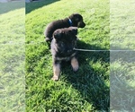 Small Photo #1 German Shepherd Dog Puppy For Sale in SAN JOSE, CA, USA
