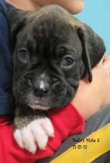 Boxer Litter for sale in WESTVILLE, IN, USA