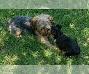 Yorkshire Terrier Litter for sale in NEVADA, TX, USA