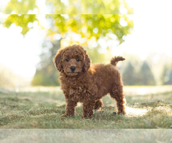 Medium Photo #1 Goldendoodle (Miniature) Puppy For Sale in WARSAW, IN, USA