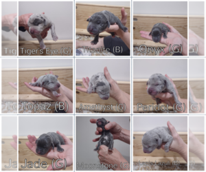 Great Dane-Weimaraner Mix Litter for sale in ALBANY, GA, USA