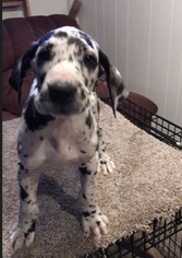 Great Dane Litter for sale in NORTH WEBSTER, IN, USA