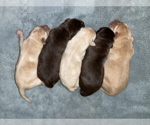 Labrador Retriever Litter for sale in BROWNS VALLEY, CA, USA