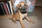 Small Photo #1 Great Dane Puppy For Sale in LEHI, UT, USA