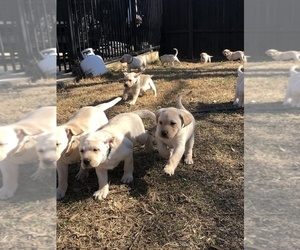 Labrador Retriever Litter for sale in ALLEN, TX, USA