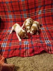 Brittany Litter for sale in COALDALE, NV, USA