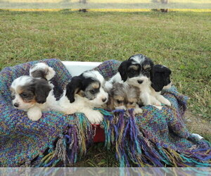 Cavapoo Litter for sale in CARLISLE, KY, USA