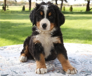 Bernese Mountain Dog Litter for sale in BOSWELL, IN, USA