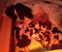 Small Photo #1 English Springer Spaniel Puppy For Sale in SHERBURN, MN, USA