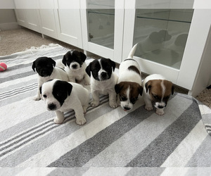 Jack Russell Terrier Litter for sale in RALEIGH, NC, USA