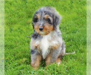 Miniature Bernedoodle Litter for sale in HONEY BROOK, PA, USA