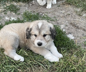 Great Pyrenees Litter for sale in VERNONIA, OR, USA