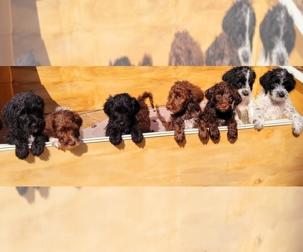Medium Photo #1 Labradoodle Puppy For Sale in KINGSTON, TN, USA