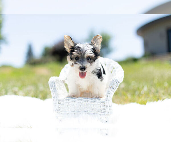 Medium Photo #1 Yorkshire Terrier Puppy For Sale in WARSAW, IN, USA