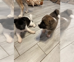 Akita Litter for sale in HOUSTON, TX, USA
