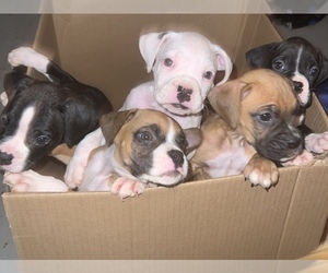 Boxer Litter for sale in FAYETTEVILLE, NC, USA