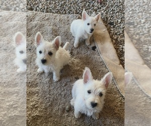 West Highland White Terrier Litter for sale in PRESCOTT VALLEY, AZ, USA