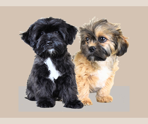 Shih-Poo Litter for sale in SAN DIEGO, CA, USA