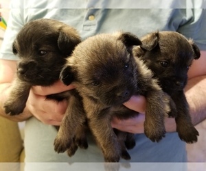Pom-A-Nauze Litter for sale in CANBY, OR, USA
