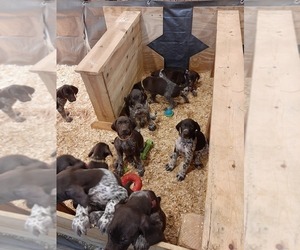 German Shorthaired Pointer Litter for sale in WARSAW, IN, USA