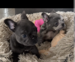 French Bulldog Litter for sale in CORAL SPRINGS, FL, USA