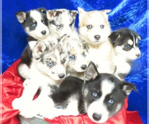 Pomsky Litter for sale in GROVESPRING, MO, USA