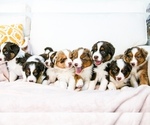 Small Photo #1 Australian Shepherd Puppy For Sale in CHARLESTOWN, IN, USA