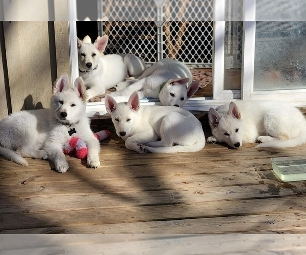 Medium Photo #1 German Shepherd Dog-Siberian Husky Mix Puppy For Sale in BETHEL, MN, USA