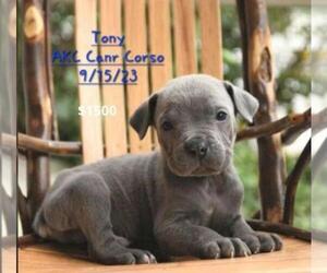Cane Corso Litter for sale in TOPEKA, IN, USA