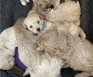 Maltipoo Litter for sale in MOSES LAKE, WA, USA