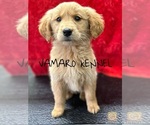 Small Photo #1 Golden Retriever Puppy For Sale in SENATOBIA, MS, USA