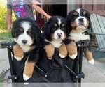 Small Photo #1 Bernese Mountain Dog Puppy For Sale in MAYVILLE, MI, USA