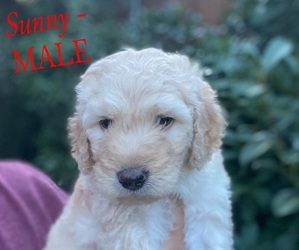 Goldendoodle Litter for sale in WOODWAY, TX, USA