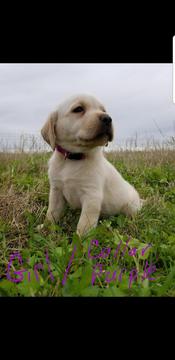 Medium Photo #1 Labrador Retriever Puppy For Sale in DANBURY, TX, USA