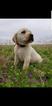 Small Photo #1 Labrador Retriever Puppy For Sale in DANBURY, TX, USA