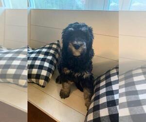 Bernedoodle-Poodle (Standard) Mix Litter for sale in SPARTA, TN, USA