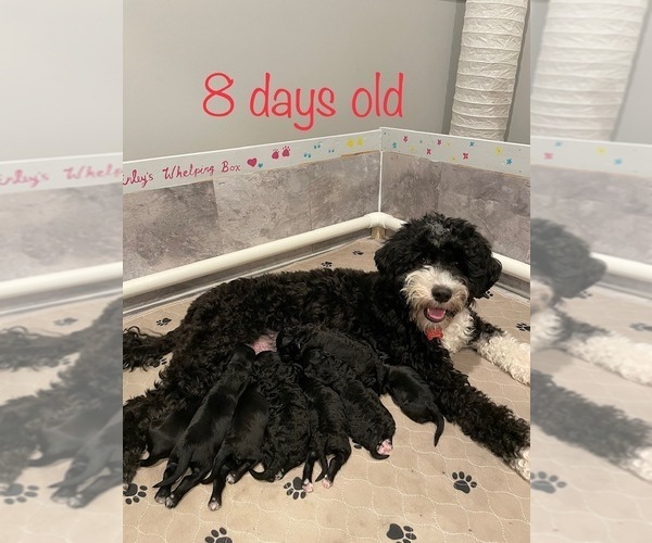Medium Photo #1 Portuguese Water Dog Puppy For Sale in SAINT LOUIS, MO, USA